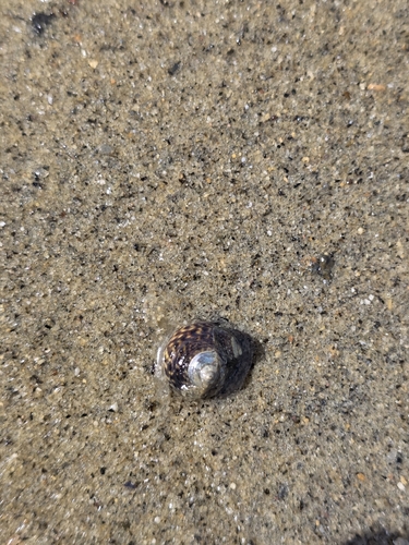 Diloma subrostratum observed 2026-10-16