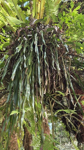Ophioderma pendulum observed 2026-10-16