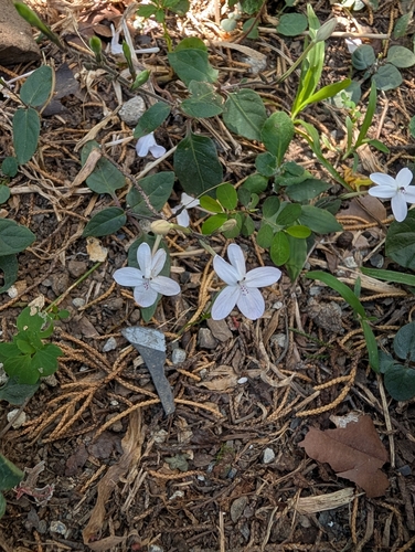 Pseuderanthemum observed 2026-10-16
