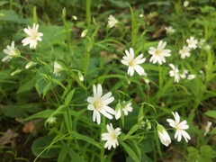 Rabelera holostea
