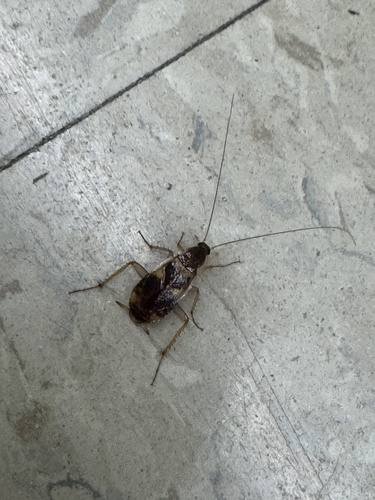 Brown-banded Cockroach