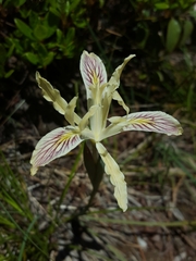 Iris chrysophylla