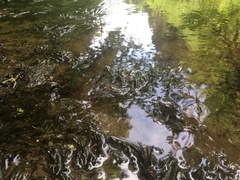 Fontinalis neomexicana