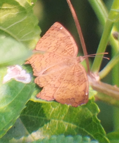 Common Castor Butterfly