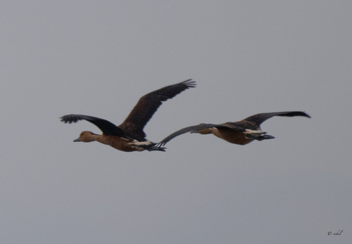 iNaturalist image
