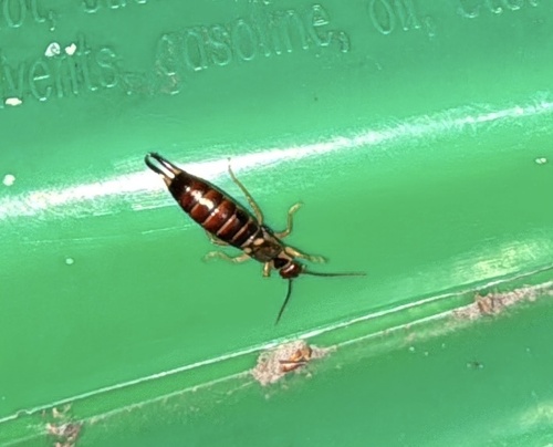 Western Earwig