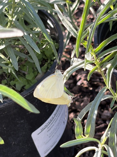 Small White