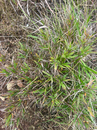 Dichanthelium scribnerianum observed 2026-10-14