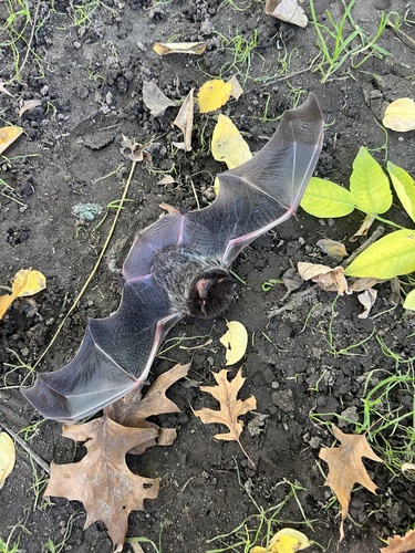 Silver-haired Bat observed by dirt_bug