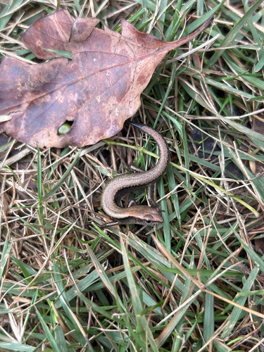 Modest Ground Skink