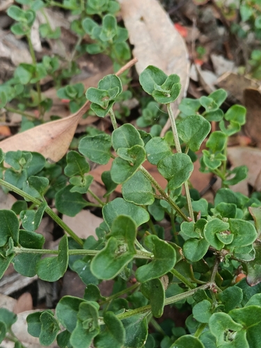 Chenopodium robertianum, 2026-10-16