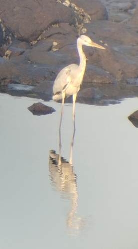Grey Heron