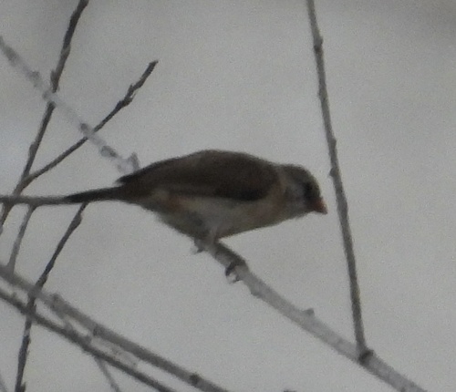Pin-tailed Whydah