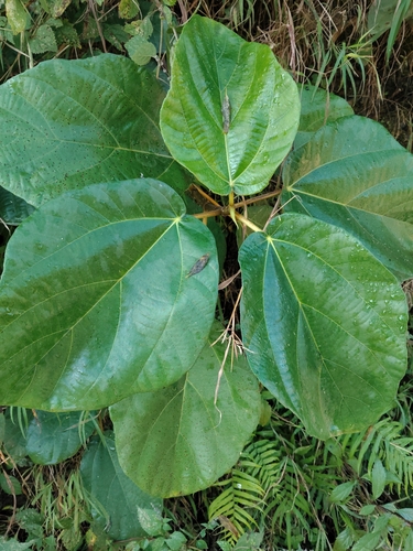 Ficus auriculata observed 2026-10-16