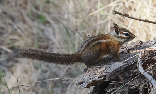 Merriam's Chipmunk observed by jmaughn