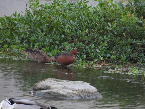 Cinnamon Teal