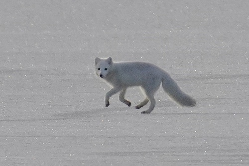 Arctic Fox observed by nthorpe49