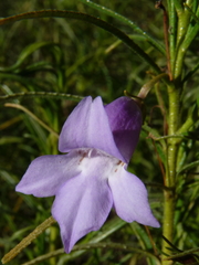 Eremophila gilesii