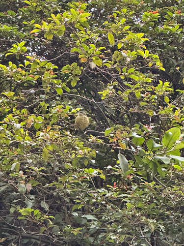 iNaturalist image