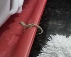Lepidodactylus lugubris