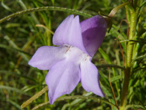 How to identify Eremophila gilesii F.Muell.