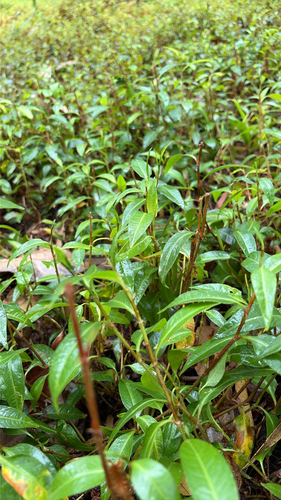Persicaria dichotoma observed 2026-10-16