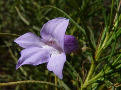 Eremophila gilesii