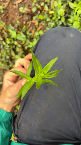 Limnophila chinensis observed 2026-10-16