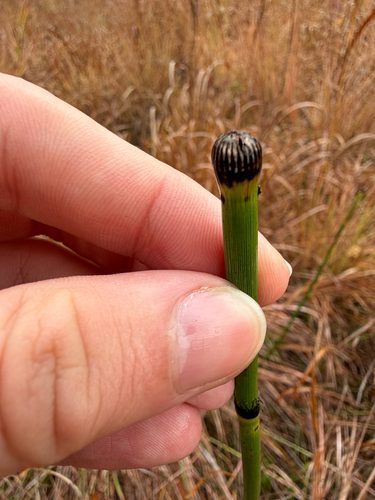 Equisetum laevigatum, 2026-10-15