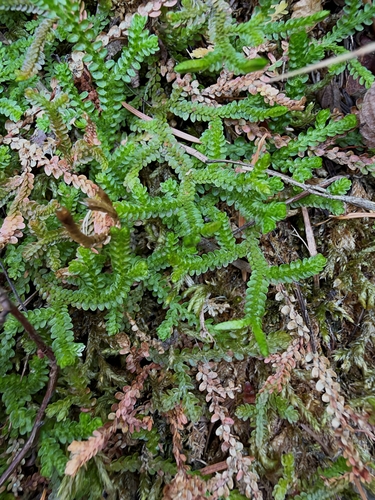 Selaginella douglasii observed 2026-10-01