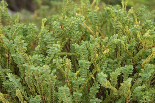 Euphorbia mesembryanthemifolia, 2026-10-14