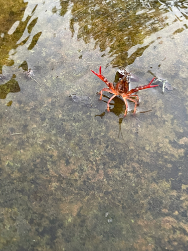 Red Swamp Crayfish