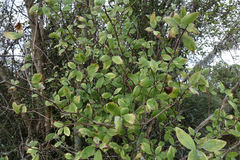 Olearia fragrantissima