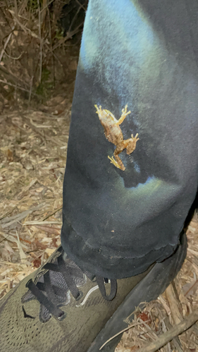Pacific chorus frog