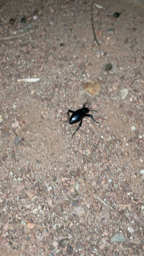 Eleodes gracilis distans