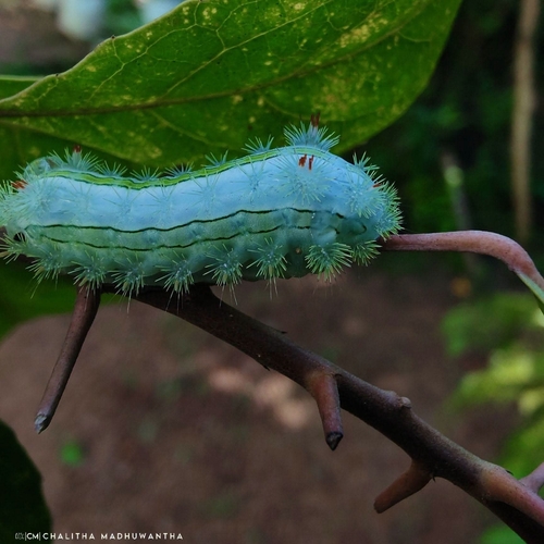 Blue-striped Nettle Grub
