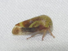Ophiderma evelyna