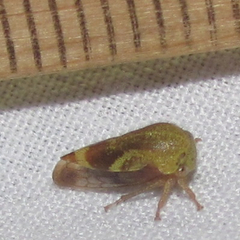 Ophiderma evelyna