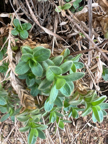 Cerastium arvense observed 2026-10-14