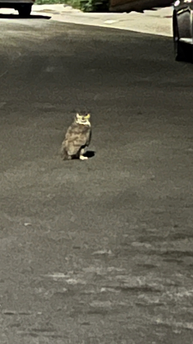 Great Horned Owl