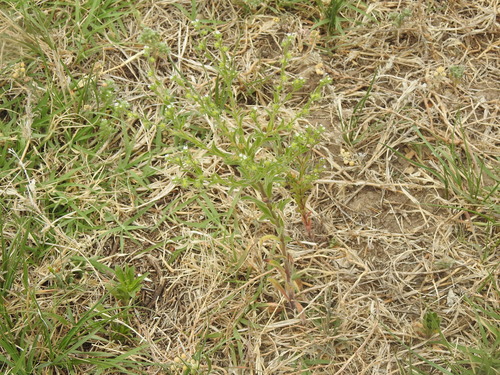 Flatspine Stickseed