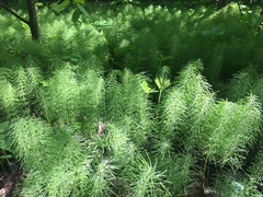Equisetum pratense