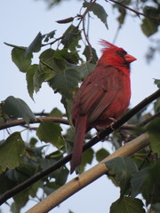 Cardinalis cardinalis
