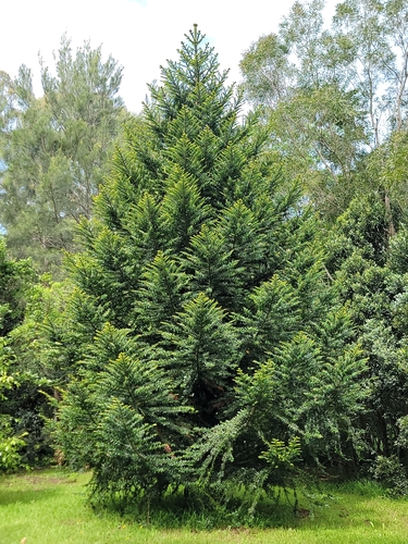Araucaria bidwillii observed 2026-10-16