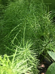 Equisetum pratense