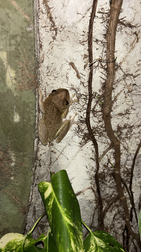 Cuban Tree Frog