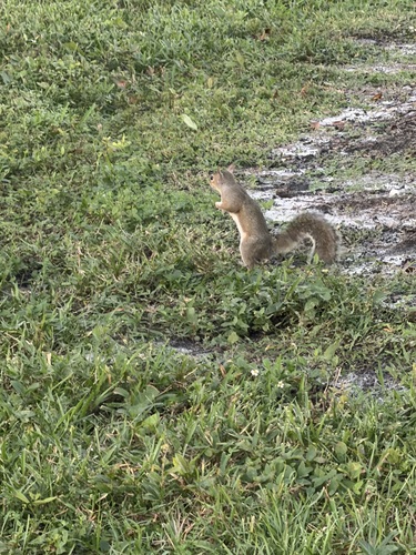 Eastern Gray Squirrel