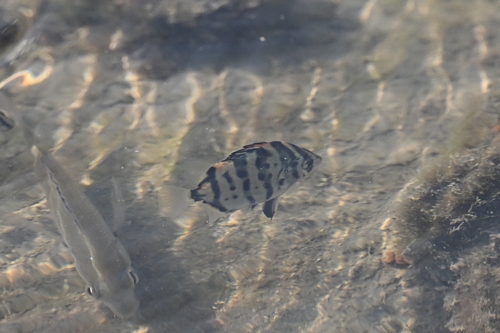 Scatophagus argus observed 2026-10-13
