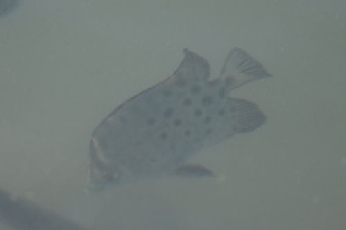 Scatophagus argus observed 2026-10-13