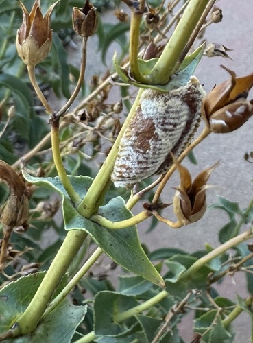 Arizona Mantis